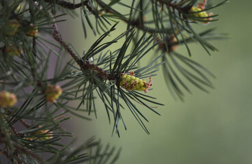 Naklejka na ściany i meble beautiful green fir branch with cones in the forest