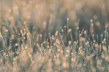 morning dew drop on green grass, spring background - obrazy, fototapety, plakaty