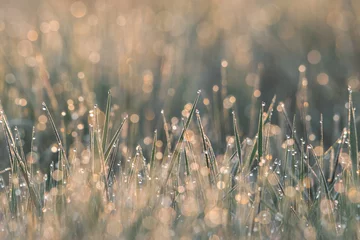 Fotobehang Gras morning dew drop on green grass, spring background
