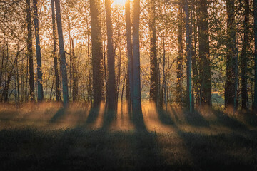 sunlight breaks through the trees, sunrise in the forest