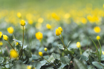 yellow flowers growing in spring garden