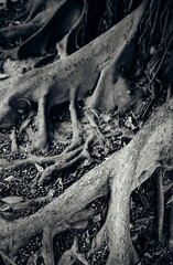 succession of ficus roots in black and white