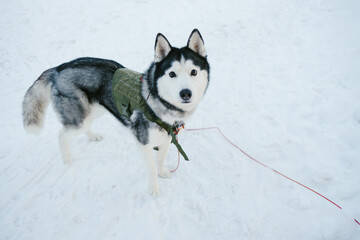 Alaskan husky dog in winter snow looking at camera