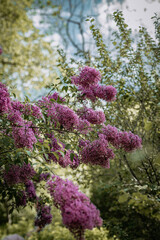 Obraz premium Beautiful blooming lilac In spring garden