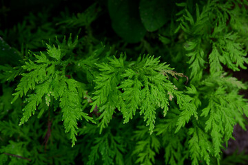 Fototapeta premium Close-up of fern leaves grow up in forest