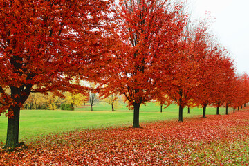 Row of Beautiful Red Maple trees in fall.