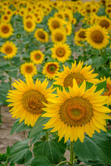 Detail of a cultivated field of sunflowers in the autonomous community of Castilla Leon, in Spain.