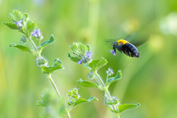  Tropical carpenter bee levitating near black horehound plant