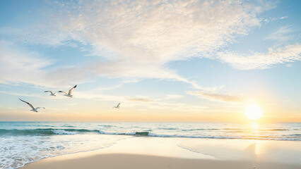 Seagulls flying over the beach at sunset. Panorama