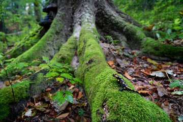 Salamander in natural habitat, salamander in forest, tree and salamander