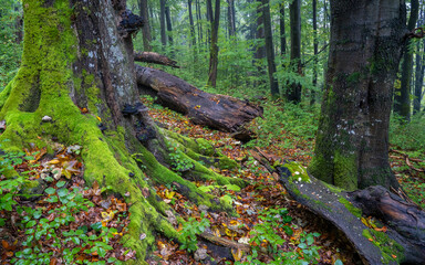moss covered tree trunk, natural forest, dead wood in forest, beech forest