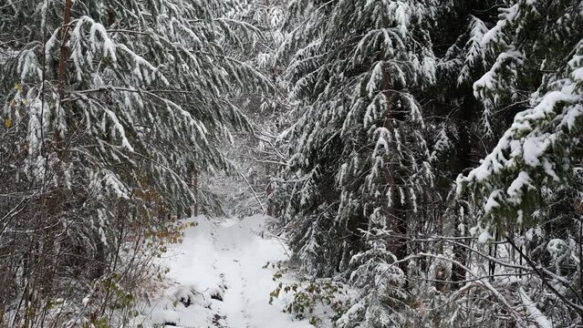 Snowy autumn forest in the Nizhny Novgorod region
