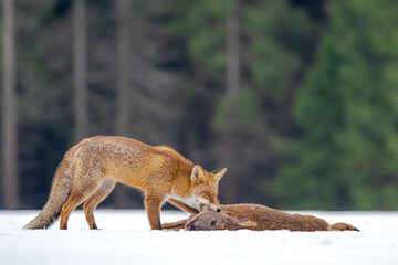 The red fox (Vulpes vulpes) in a winter snowy grassy meadow near forest. Red fix in winter condition. Wildlife scene from nature.