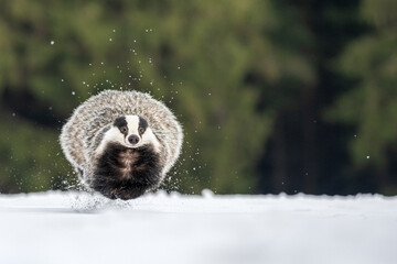 The European badger (Meles meles) walks in a snow winter landscape. Portrait of a badger in the nature habitat. © Jaroslav