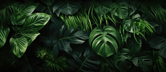 Abstract jungle background formed by tropical greenery leaves