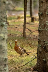 The western capercaillie (Tetrao urogallus), also known as the Eurasian capercaillie, wood grouse, heather cock, cock-of-the-woods, or simply capercaillie in the spring spruce forest.