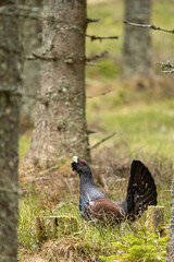 The western capercaillie (Tetrao urogallus), also known as the Eurasian capercaillie, wood grouse, heather cock, cock-of-the-woods, or simply capercaillie in the spring spruce forest.