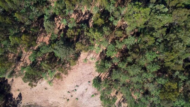 Ortogonal view of forestry landscape, rural Galicia in concello de Teo, drone footage in 4k with DJI Mini 2