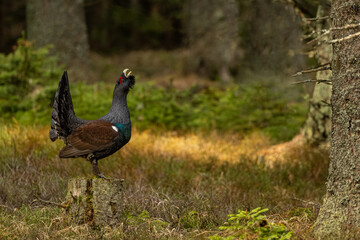The western capercaillie (Tetrao urogallus), also known as the Eurasian capercaillie, wood grouse, heather cock, cock-of-the-woods, or simply capercaillie in the spring spruce forest.