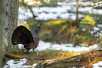 The western capercaillie (Tetrao urogallus), also known as the Eurasian capercaillie, wood grouse, heather cock, cock-of-the-woods, or simply capercaillie in the spring spruce forest.
