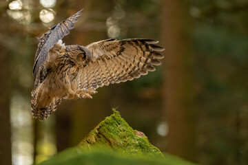 Autumn in nature with an Eurasian eagle-owl (Bubo bubo), flies in a spruce forest. Portrait of a owl in the nature habitat. 