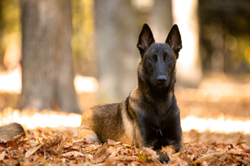 Belgian Shepherd in the autumn park beautiful dogs