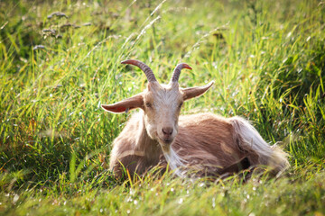 A goat grazing on Purdown in Bristol.