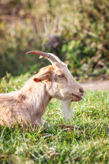 A goat grazing on Purdown in Bristol.
