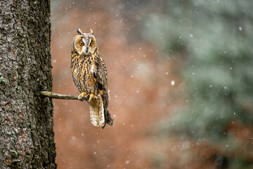 Autumn in nature with an Long-eared owl (Asio otus) sits on a tree branch with orange leaves in an oak forest. Winter is comming and snowing. Portrait of a owl in the nature habitat.