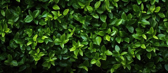 Fototapeta na wymiar Hedgerow in green