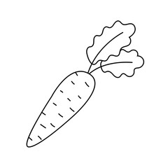 Vector illustration of a carrot in doodle style.