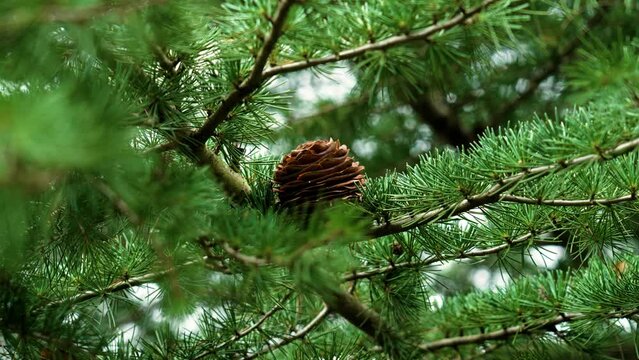 Beautiful cedar pine cones. Evergreen cedrus tree with green foliage in woodland