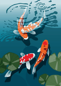 Beautiful colored Koi Carps swimming in the pond. Vector illustration.