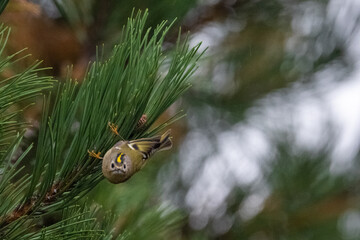 The goldcrest (Regulus regulus) is a very small passerine bird in the kinglet family. Its colourful golden crest feathers, as well as being called the 