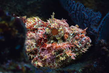 Fototapeta na wymiar Stone Scorpionfish Pacific Ocean Reef