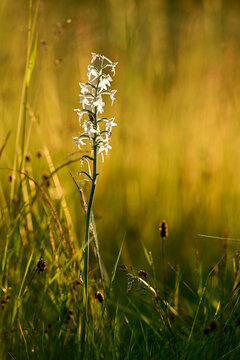 Platanthera bifolia (Platanthera bifolia), commonly known as the lesser butterfly orchid in the meadow full of different grass and flowers on sunset.