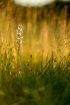 Platanthera bifolia (Platanthera bifolia), commonly known as the lesser butterfly orchid in the meadow full of different grass and flowers on sunset.