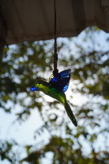 Colibrí de cristal