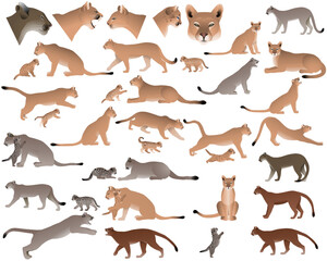 Collection of cougars also named pumas or mountain lions and its cubs in colour image