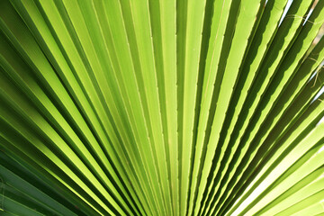 Obraz premium Horizontal or vertical Green Palm leaf background. Close up Palm Leaf texture. Summer tropical backdrop