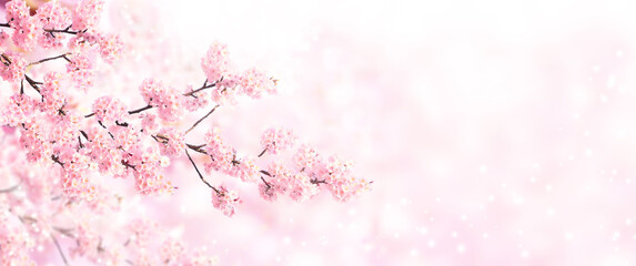 Fototapeta na wymiar Horizontal banner with sakura flowers of pink color on sunny backdrop. Beautiful nature spring background with a branch of blooming sakura