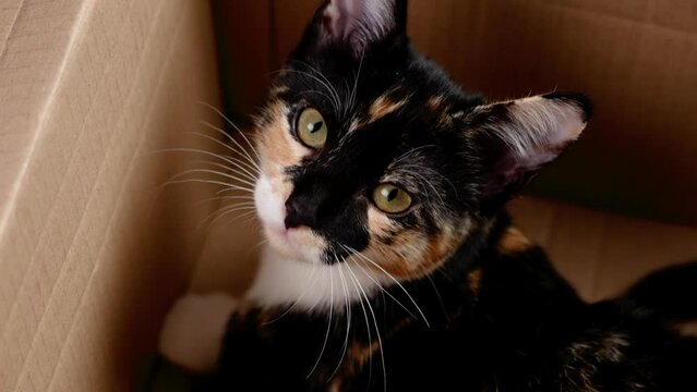 Lovely calico female kitten with tortoiseshell fur in a cardboard delivery box close up