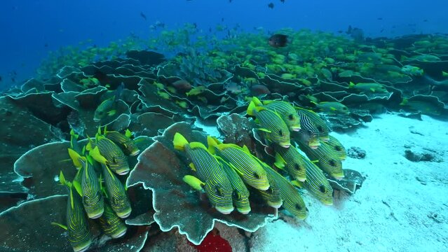 Ribbon sweetlips, Plectorhinchus polytaenia, Raja Ampat Indonesia.