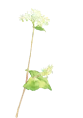 Poster 手描き水彩で描いたソバの花のイラスト 白バック 透過背景 コピースペース © yuu
