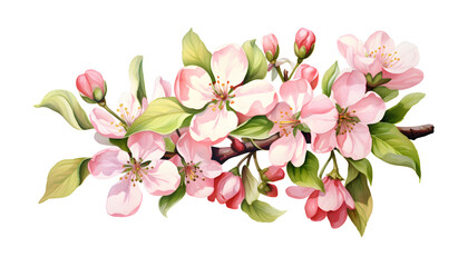 Fototapeta na wymiar Spring Apple Blossom Watercolor Illustration Isolated PNG