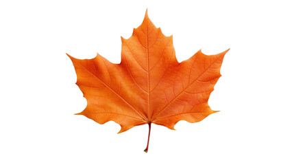 maple leaf on the transparent background