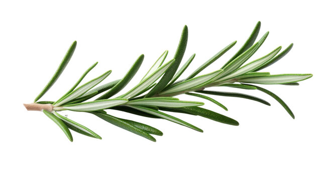 A rosemary leaf on the white background