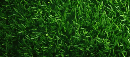 Abwaschbare Fototapete Gras background with grass