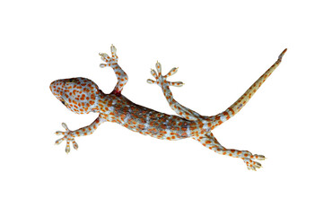 Top view of dead Tokay Gecko isolated on white background included clipping path. - obrazy, fototapety, plakaty