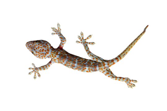 Top view of dead Tokay Gecko isolated on white background included clipping path.
